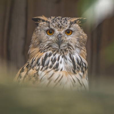 Siberische oehoe - De Zonnegloed - Dierenpark - Dieren opvangcentrum - Sanctuary